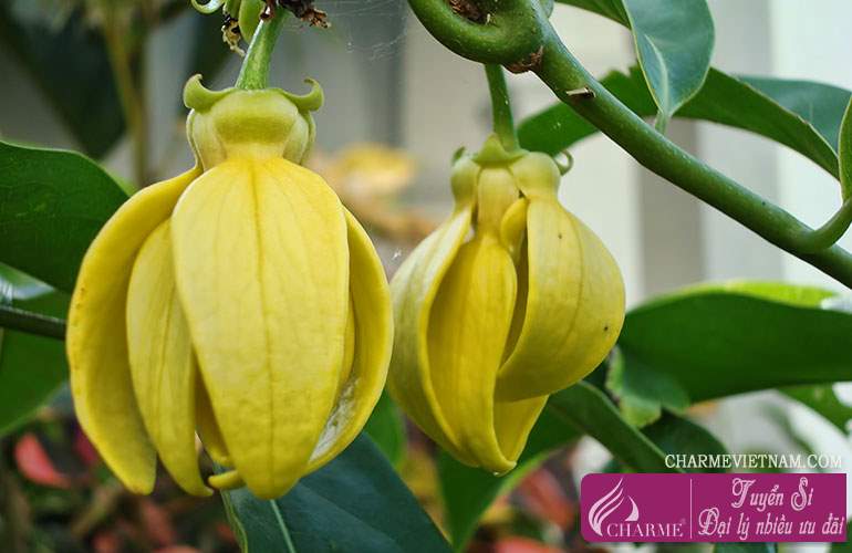 Hoa Ylang-ylang Madagascar