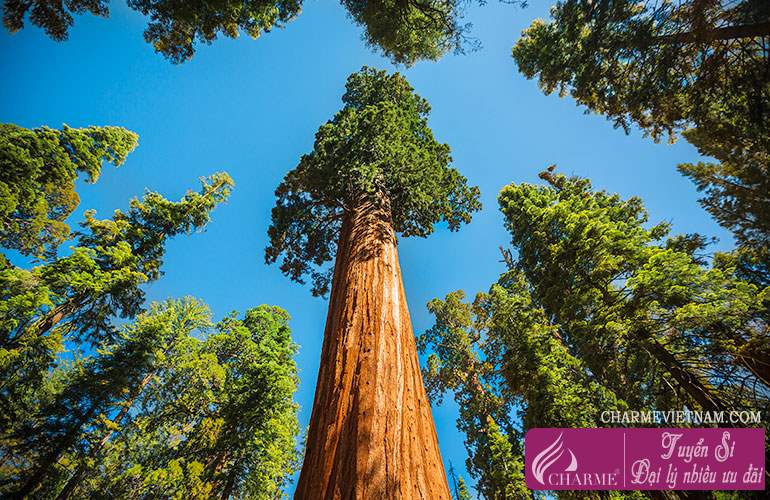 Hương gỗ Sequoia