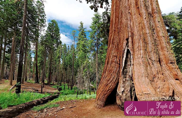Hương gỗ Sequoia
