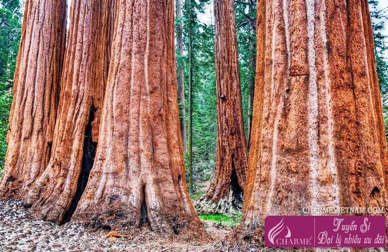 Hương gỗ Sequoia