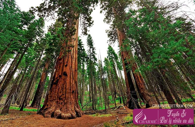 Hương gỗ Sequoia