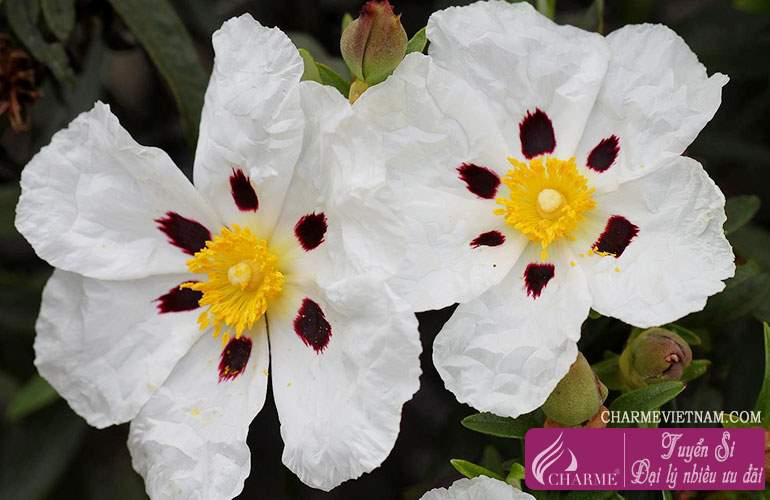Hương Labdanum Tây Ban Nha