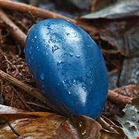 Mận Cassowary