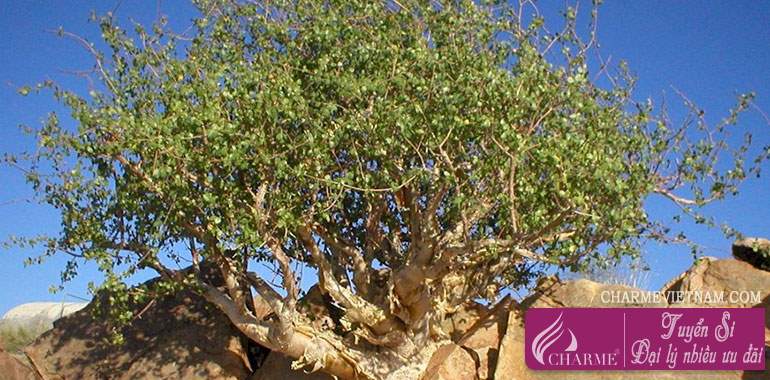 Một dược Somalia