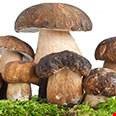 Nấm Cepes