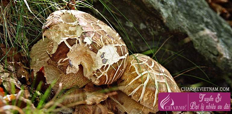 Nấm Cepes