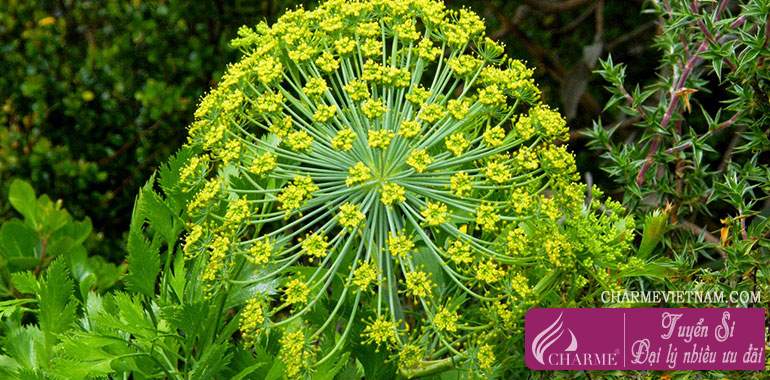 Nhựa Galbanum Iran