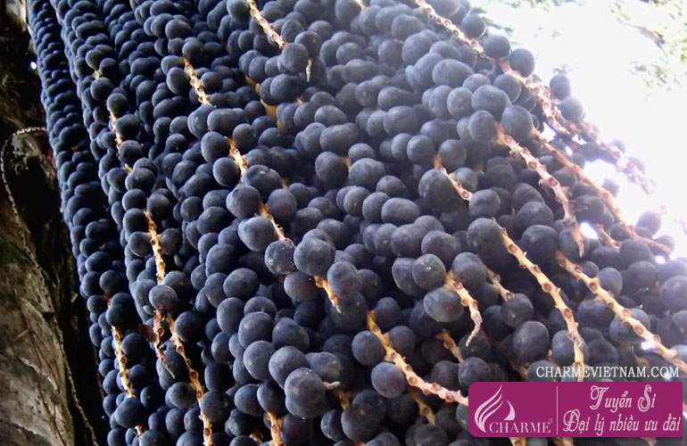 Quả Acai