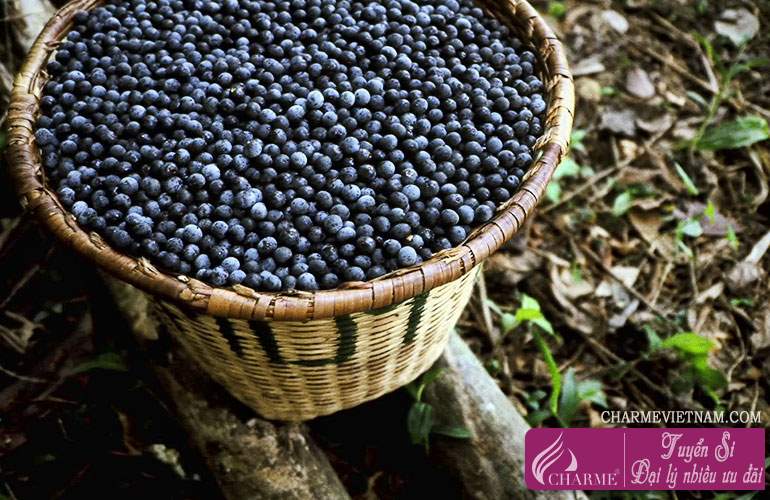 Quả Acai