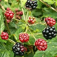 Quả Dewberry