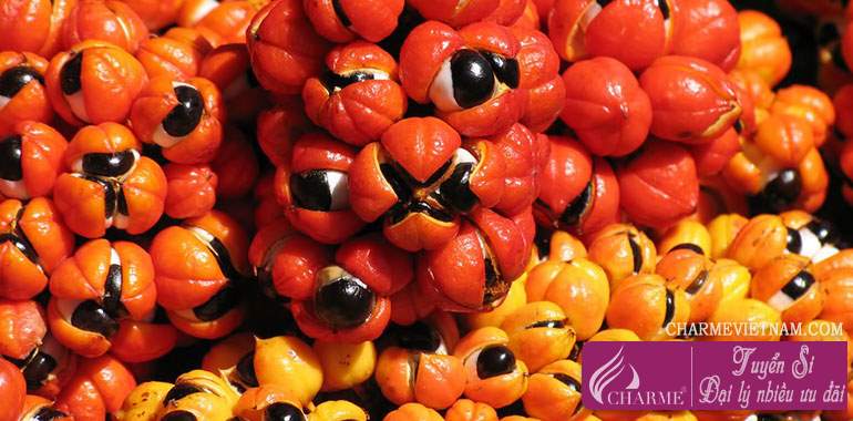 Quả Guarana