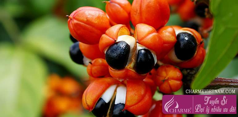 Quả Guarana