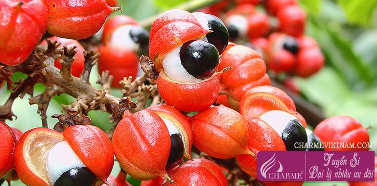 Quả Guarana