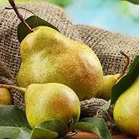 Quả lê trắng