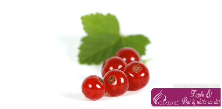 Quả lý chua đỏ Trung Quốc