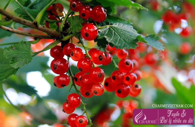 Quả lý chua đỏ Trung Quốc