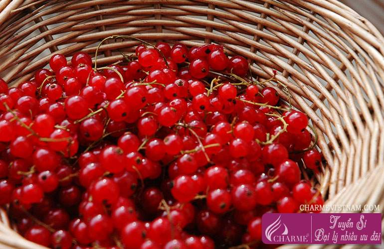 Quả lý chua đỏ Trung Quốc