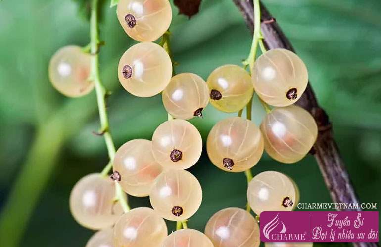 Quả lý chua trắng