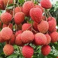 Quả vải đỏ