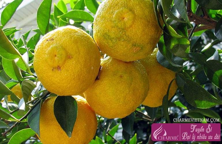Quả Yuzu