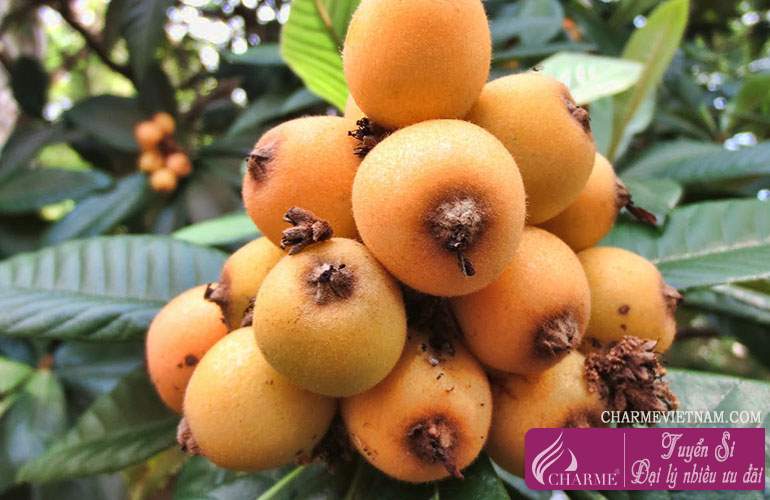 Sơn trà Nhật Bản