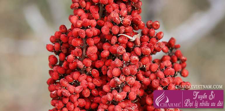 Sumac