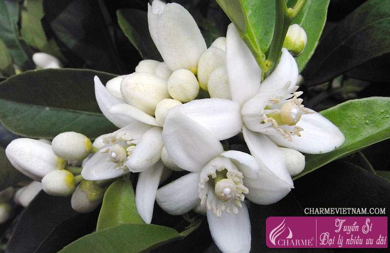 Tinh chất hoa cam Neroli