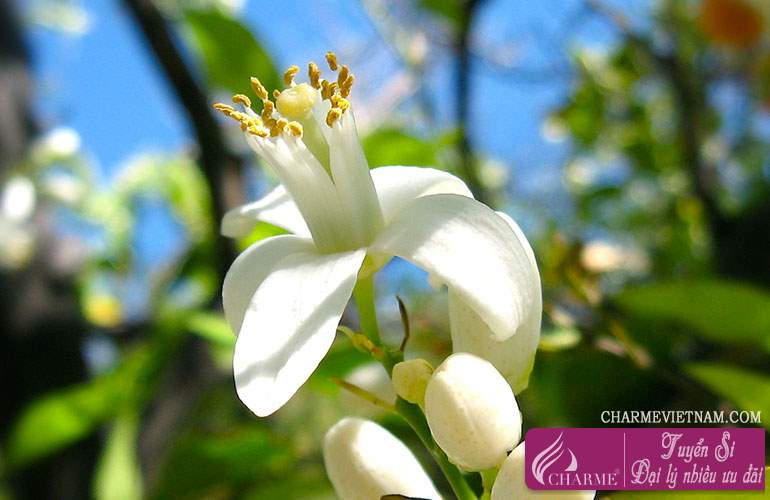 Tinh chất hoa cam Neroli