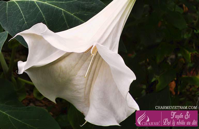 Trái cà độc dược