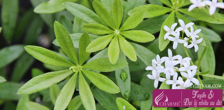 Woodruff/Galium odoratum