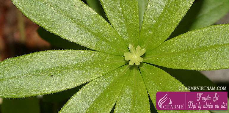 Woodruff/Galium odoratum